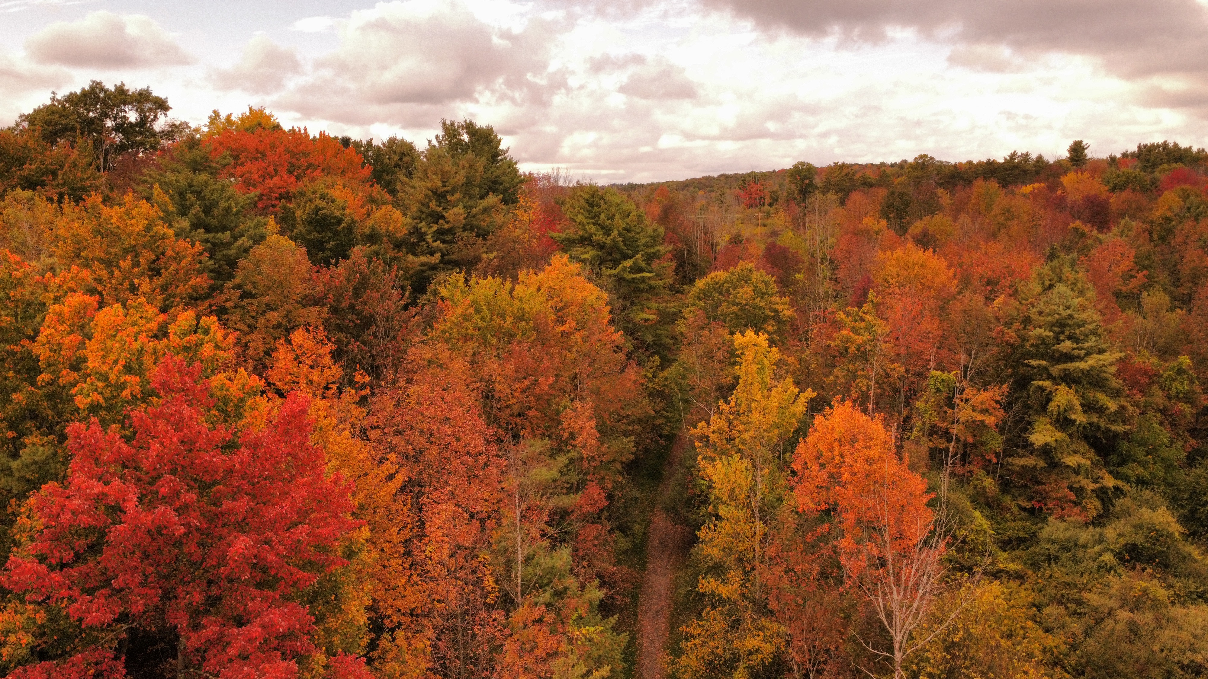 Aerial view of autumn forest