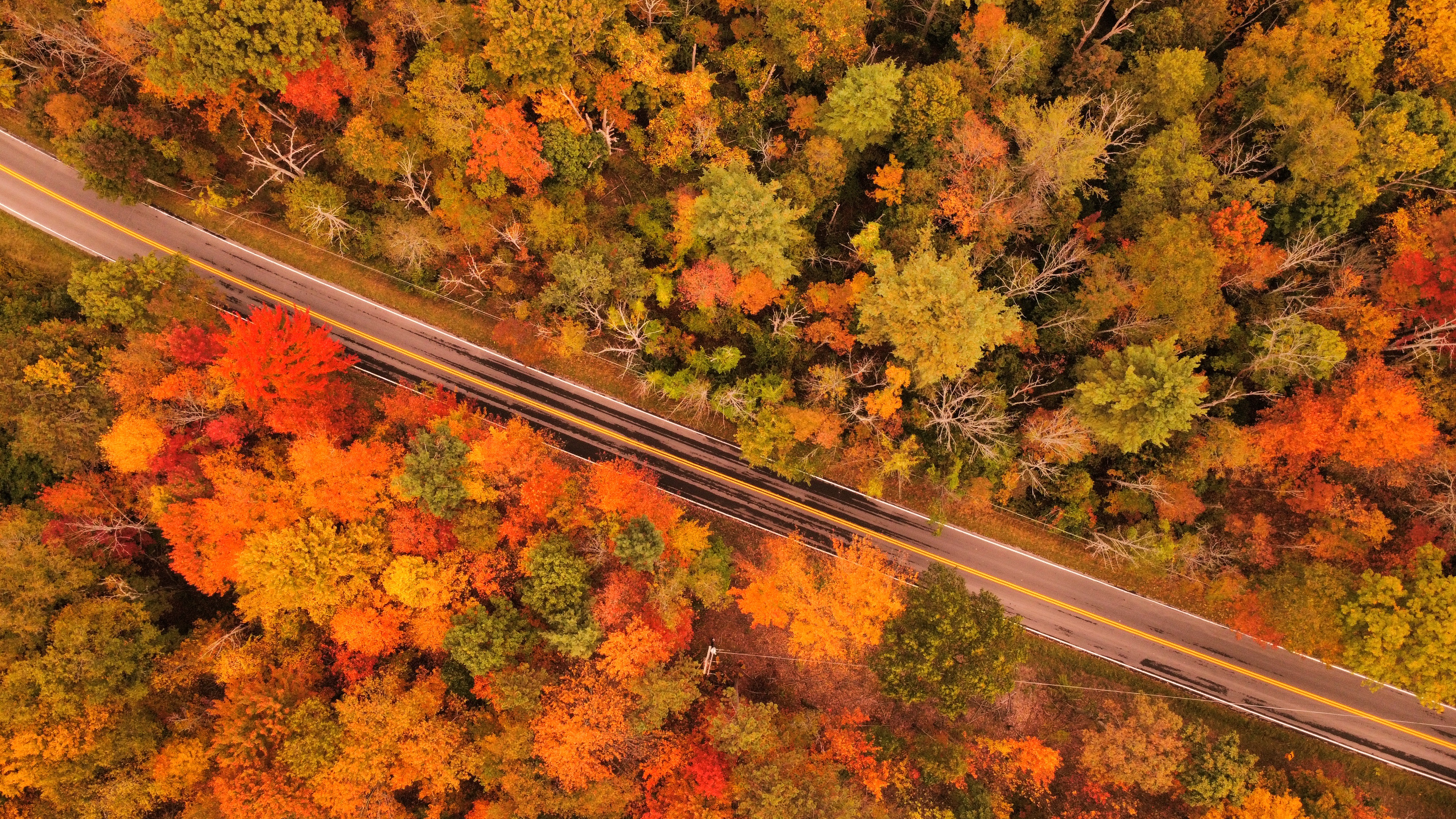 Aerial road surrounded by autumn trees