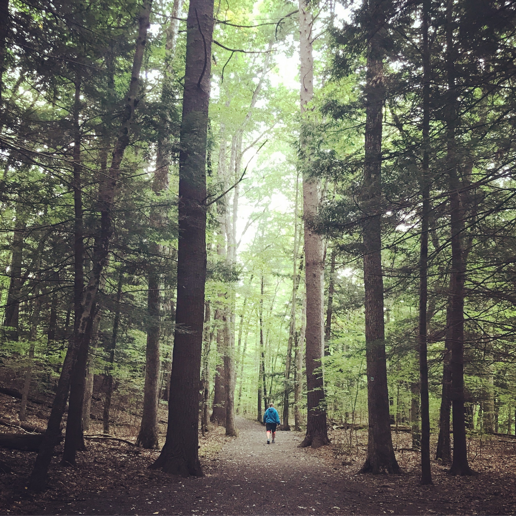 Person walking through tall forest trees