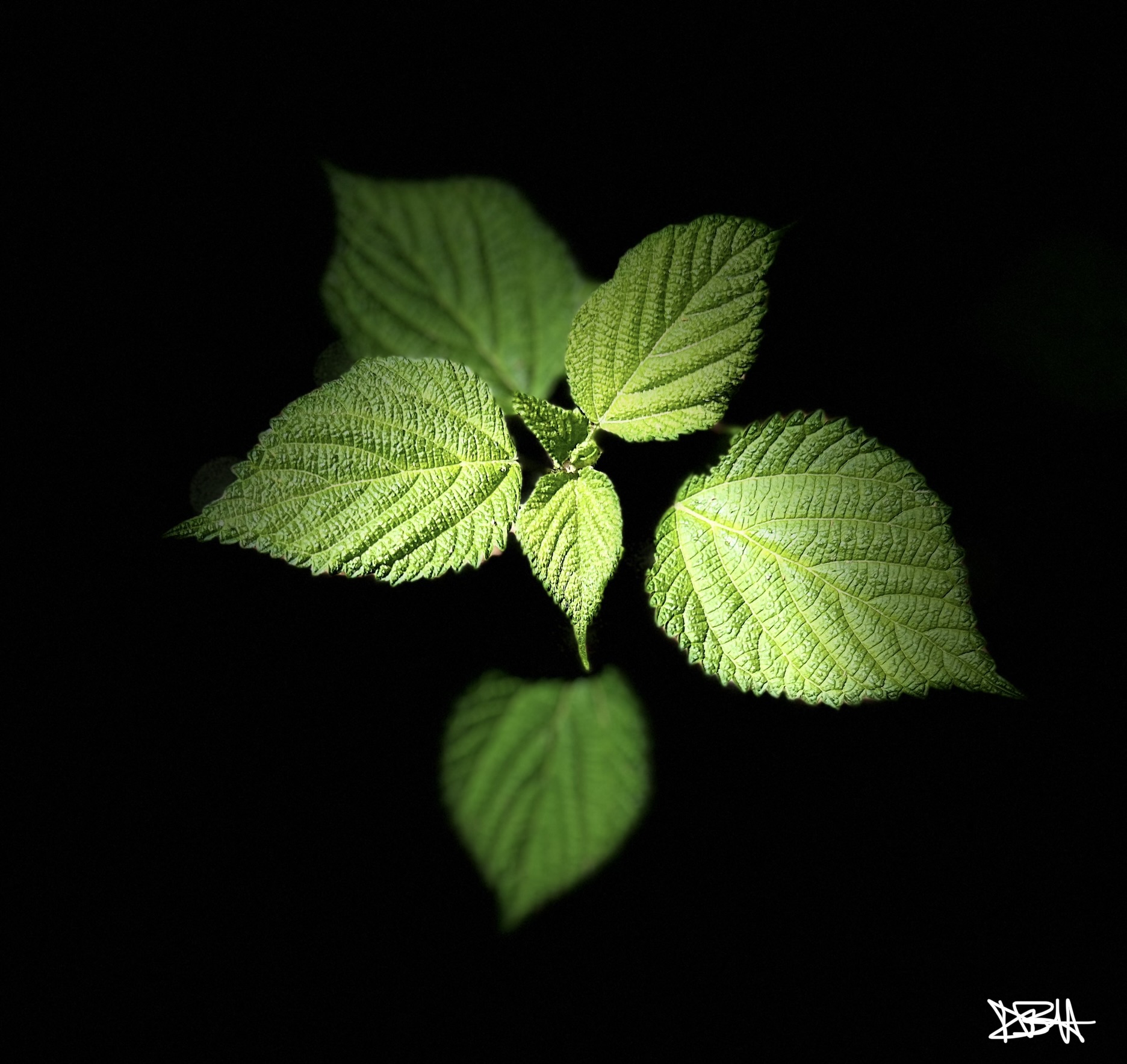 Green leaves against dark background